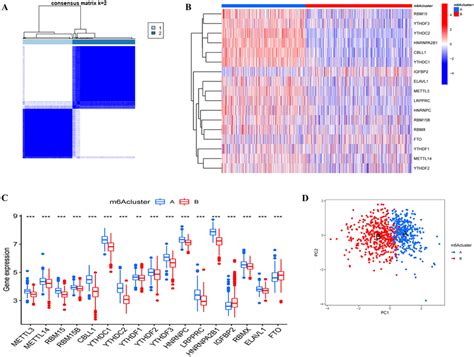 Consensus Clustering Analysis Of The 17 Differentially Expressed M6A