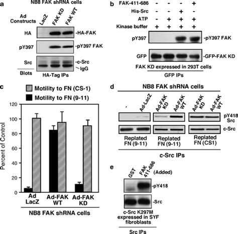 Intrinsic Focal Adhesion Kinase Fak Kinase Activity Is Required For