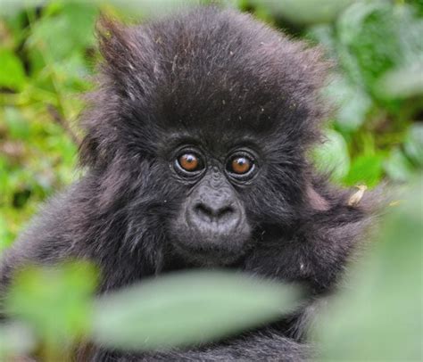 Baby Boom: Naming the gorillas of 2020 - Dian Fossey Gorilla Fund