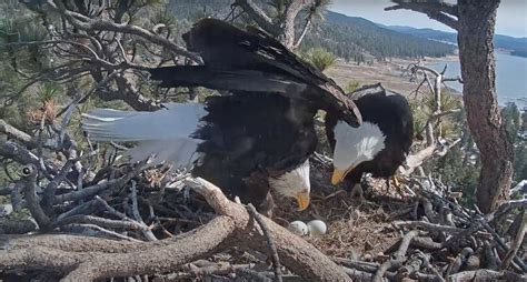 Big Bear Lake Bald Eagle Updates Chirp Nature Center