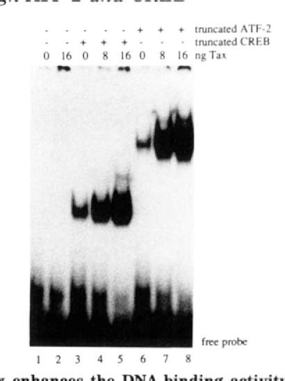 Figure From Transactivation By The Human T Cell Leukemia Virus Tax