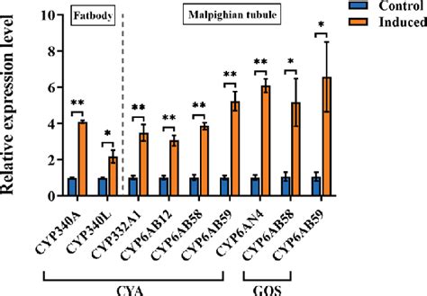 expression patterns  cyp  cyp genes   fat body