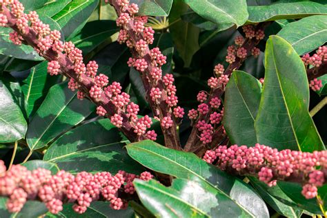 Australian Umbrella Tree Heptapleurum Actinophyllum Lizard Island