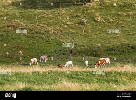 Livestock Production Hi Res Stock Photography And Images Alamy