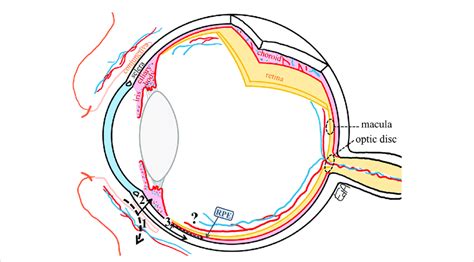 Schematic Representation Of The Non Productive Conjunctival Absorption