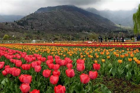 Tulips Asia S Largest Tulip Garden In Srinagar Ready To Welcome