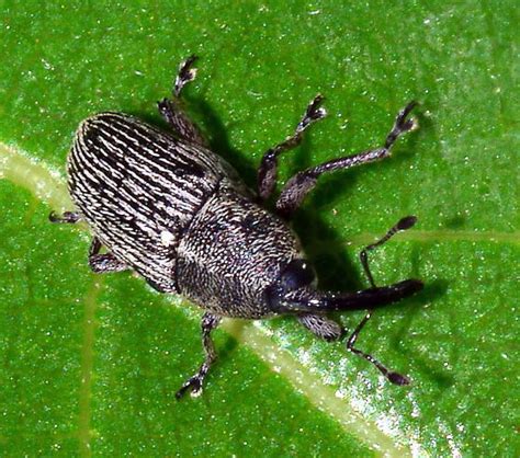 Please help us to identify this snout beetle. - BugGuide.Net