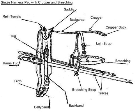 Team Horse Harness Parts Explained With Graphics Horse Harness