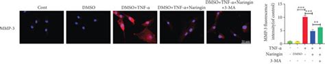 Inhibition Of Autophagy With 3 Ma Reverses The Protective Effect Of