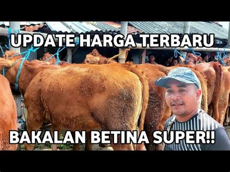 Bakalan Sapi Betina Super Harga Mulai Juta Pasar Sapi Purwantoro