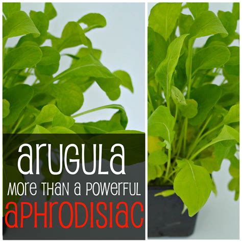 40 Arugula Health Facts Salad Rocket Nutrition Facts Hubpages