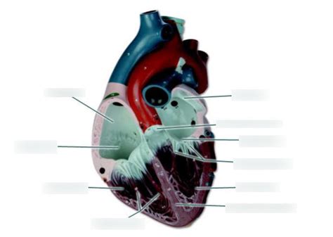 Cardiovascular System Heart Diagram Quizlet