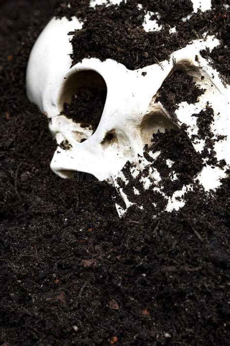 Human Skull Buried In Soil Dug Up Stock Image Image Of Grave