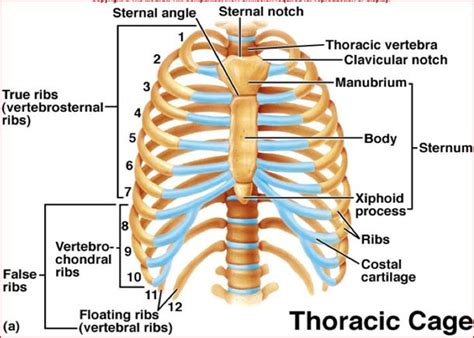 rib classification google search thoracic cage thoracic human
