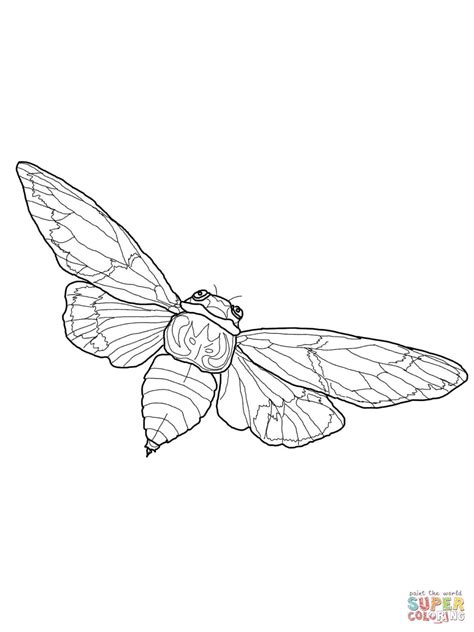 Flying Cicada Super Coloring Cicada Tattoo Bug Tattoo Insect Tattoo