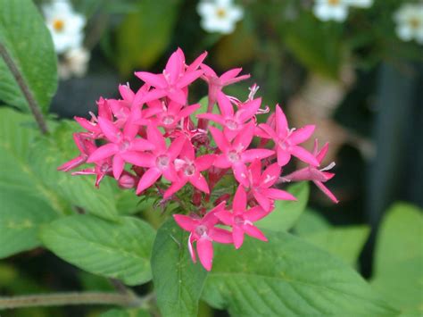 Photos of Nature: Photos Of Kerala Flowers