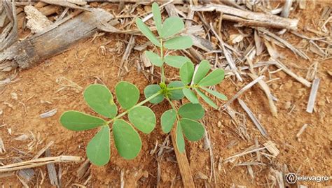 Principais Plantas Daninhas Em Forrageiras