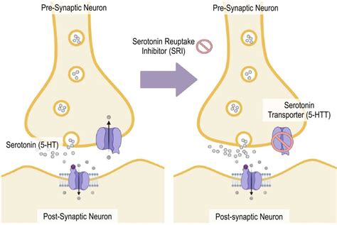 Serotonin Transporter 5 Hydroxytryptamine Transporter SERT SLC6A4