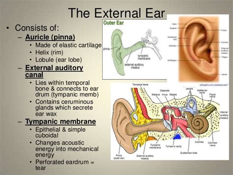 Anatomy Of The Ear