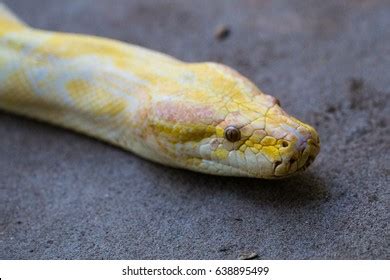 Python Molurus Bivittatus Stock Photo 638895499 | Shutterstock