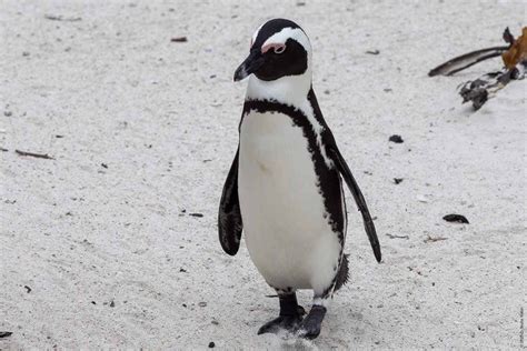 African Penguins - Urban Hawks