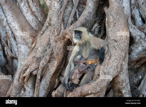 Langur Monkey, India Stock Photo - Alamy