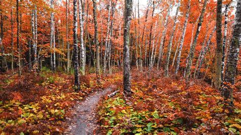 Tall Birch Trees Wide Angle Shot Along Forest Trail In Michigan Upper