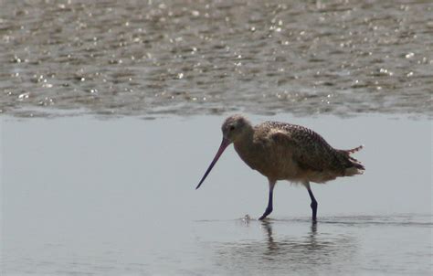 Marbled Godwit Limosa Fedoa Fedoa August Bolivar Flickr