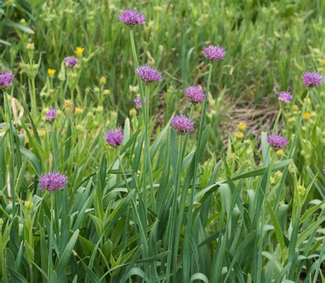 Allium cernuum - Nodding Onion - Seeds