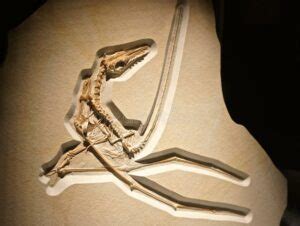 The Mysteries Of The Pterodactyl Skeleton | Dinosaurzus