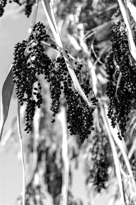 Tree With Small Black Berries Goji Berry Stock Image Image Of Twig