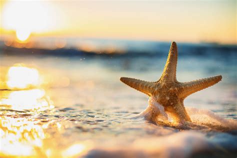 Why Are Starfish Important To The Ecosystem