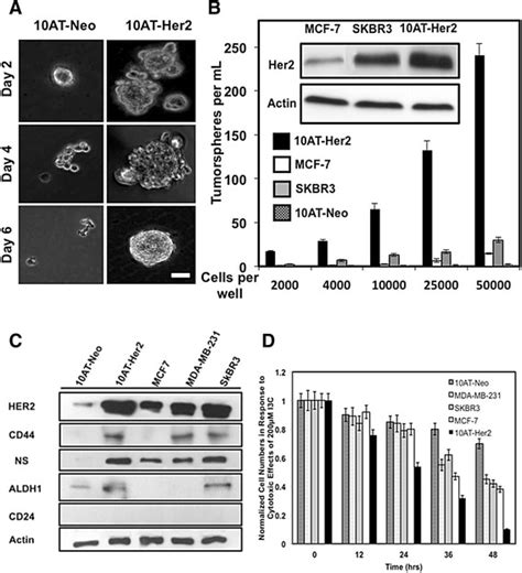 tumorsphere formation efficiency  cell suspension cultures