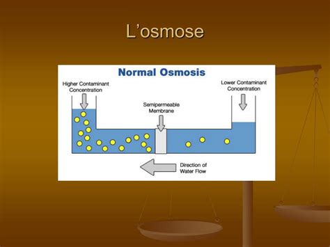 PPT Lhoméostasie et la membrane plasmique PowerPoint Presentation