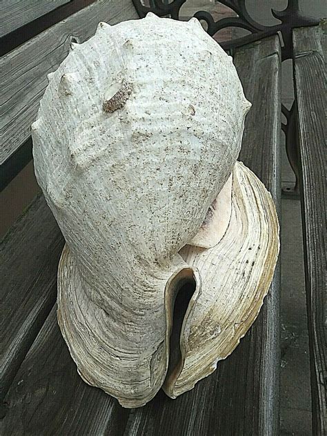 Rare Giant Queen Helmet Conch Shell Lbs Natural And Excellent