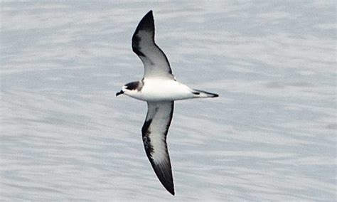 Hawaiian Petrel Breeding 70 Success Rate Explore Maui