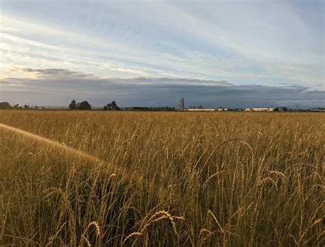 When Not Farming is the Best Use of Land - Modern Farmer