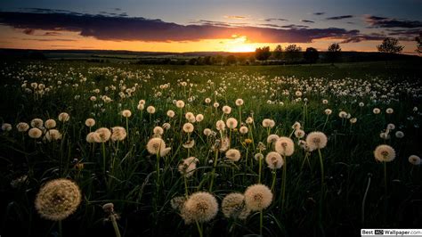 Dandelion Field Wallpapers - 4k, HD Dandelion Field Backgrounds on ...