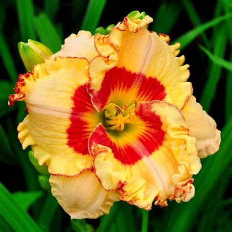 H M Rocalle Spacecoast Eye For Passion Hemerocallis Vivace