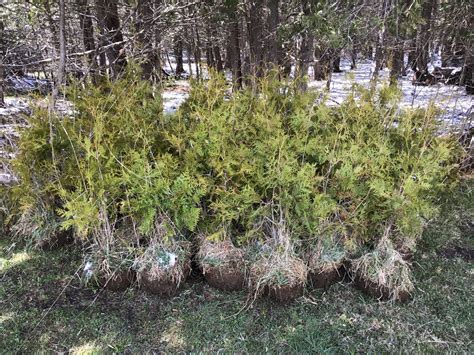 Cedar Trees Northern White Cedar Cedar Trees By Mail