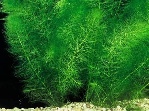 21 Extra Tall Aquarium Plants For Your Aquarium | Full Guide