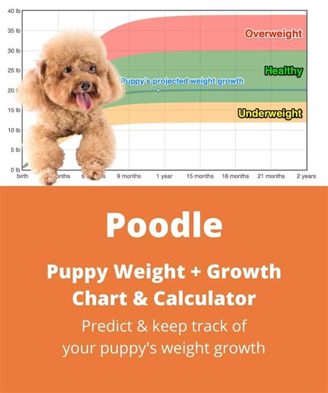 Toy Poodle Puppy Growth Chart | Wow Blog