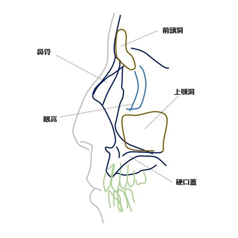 鼻骨側面撮影 Nasal Bone Lateral View｜tools For Radtech