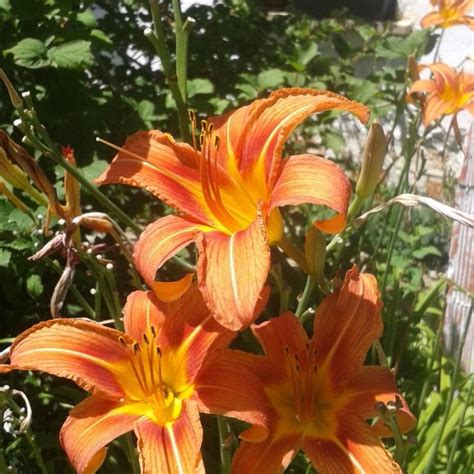 Hemerocallis Fulva L L Orange Daylily Western Europe Plntnet