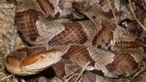 What Is The Treatment For A Copperhead Snake Bite - Snakesofland.com