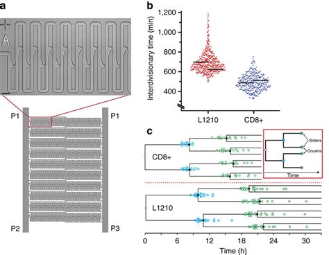 Microfluidic Hydrodynamic Trap Array For Single Cell Lineage Tracking