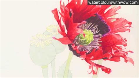 Painting A Red Poppy In Watercolor By Anna Mason