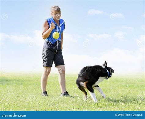 Obedience Training with a Border Collie Stock Photo - Image of trainer ...