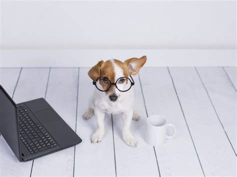 Working from Home with Pets: Tips for a Thriving Relationship ...