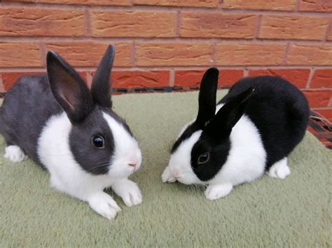 Baby Dutch Rabbits For Sale In Kidderminster Worcestershire Gumtree